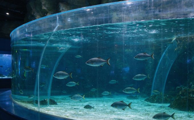 Aquarium & Transparent Enclosures