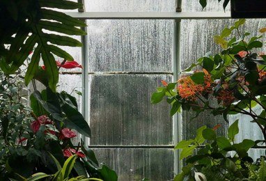 Greenhouse and Outdoor